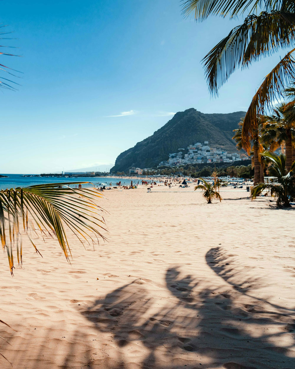 canarias-y-baleares-olive-travel